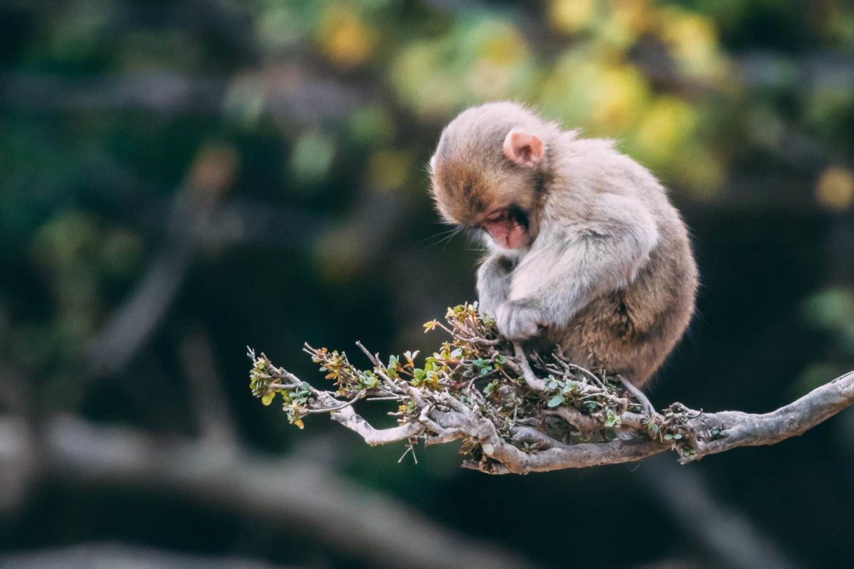 Harnessing The Power Of Choice: Know Your Monkey Mind By Susan Aplin Pogue, CNSF